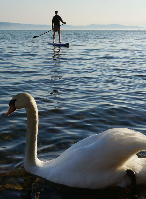 stand up paddle board expert during testing