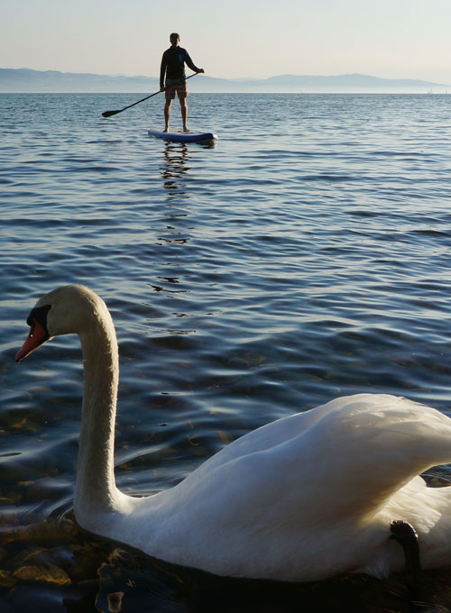 Stand Up Paddle Board Experte mit SUP Test